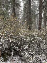 Chrysolepis sempervirens