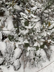 Chrysolepis sempervirens