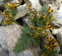 Corydalis stracheyi