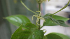 Chomelia tenuiflora