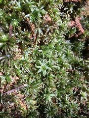 Atrichum selwynii