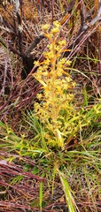 Aciphylla hookeri