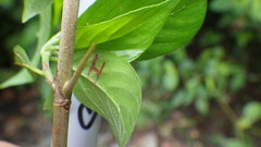 Chomelia tenuiflora