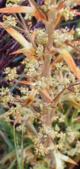 Aciphylla hookeri
