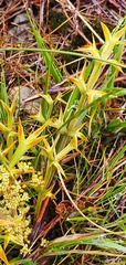 Aciphylla hookeri