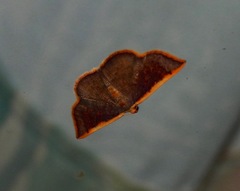 Picromorpha pyrrhopa