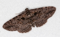 Boarmia suasaria