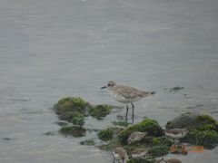 Pluvialis squatarola