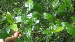 Chomelia tenuiflora