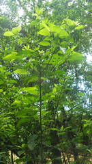 Chomelia tenuiflora