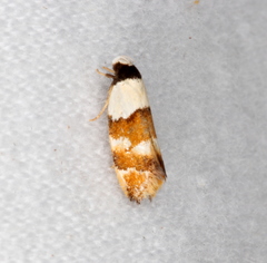 Euphiltra eroticella