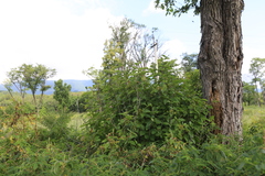 Viburnum burejaeticum