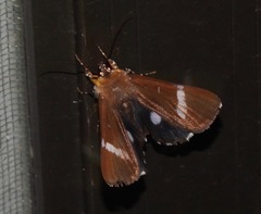 Argyrolepidia aequalis
