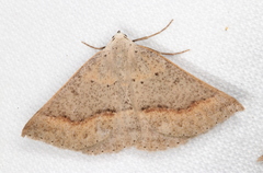 Nearcha tristificata