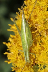 Oecanthus quadripunctatus