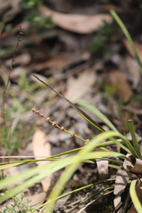 Lomandra multiflora multiflora