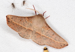 Antictenia punctunculus