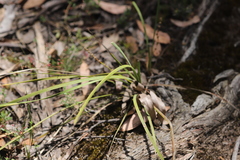 Lomandra multiflora multiflora