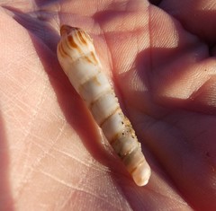 Turritella