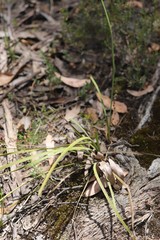 Lomandra multiflora multiflora
