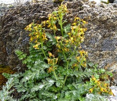 Corydalis stracheyi