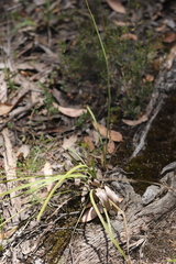 Lomandra multiflora multiflora