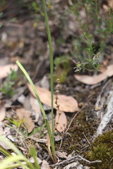 Lomandra multiflora multiflora