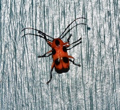 Chariderma pulchella