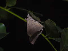 Oxyodes