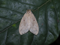 Cerasana rubripuncta