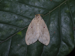 Cerasana rubripuncta