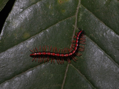 Helicorthomorpha