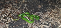 Trimeresurus insularis