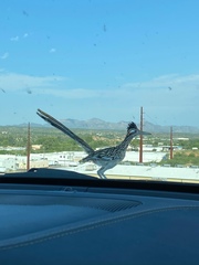 Geococcyx californianus