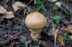 Cortinarius triumphans