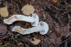 Cortinarius triumphans