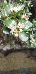 Hesperomeles