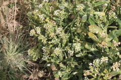Lepidium crassum