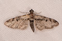 Prorella desperata