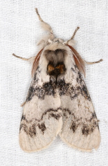 Iropoca rotundata