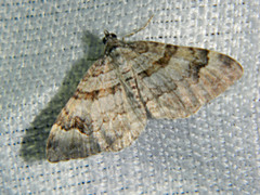 Xanthorhoe abrasaria congregata