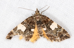 Chrysolarentia phaedra