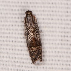 Ofatulena duodecemstriata