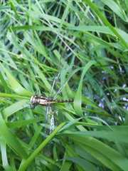 Neogomphus
