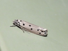 Ethmia heptasema