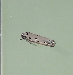 Ethmia heptasema