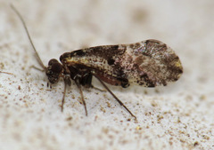Loensia moesta
