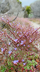 Limonium companyonis