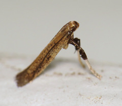 Caloptilia hypericella