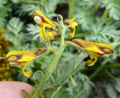 Corydalis stracheyi